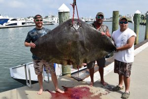 Butterfly Ray 7.2.16